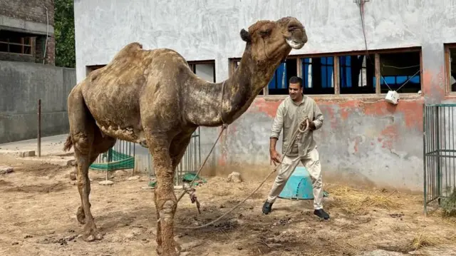कश्मीर जैसे ठंडे प्रदेश में ऊंट का होना कई लोगों के लिए अनोखा है