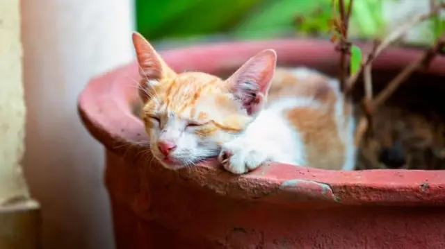 'ગાય, ભેંસ, કુતરો, બિલાડી, ભૂંડ, સસલું, ઘરેલુ પ્રાણીઓ, બીબીસી, ગુજરાતી