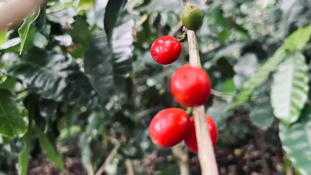 కాఫీ గింజలు