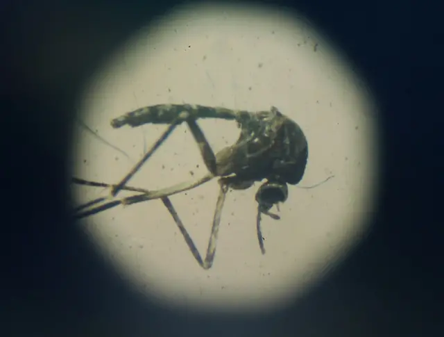 Aedes aegypti vistofree bet 2024um microscópio