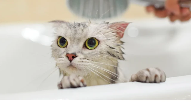 Yıkanan bir kedi