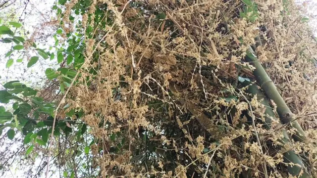 দিনাজপুরে প্রায় দুই বিঘা জমিতে এই কাটাবাঁশের ঝাড়ে ফুল ফুটেছে ও বীজ হয়েছে। 