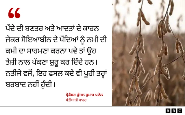 ਸੋਇਆਬੀਨ