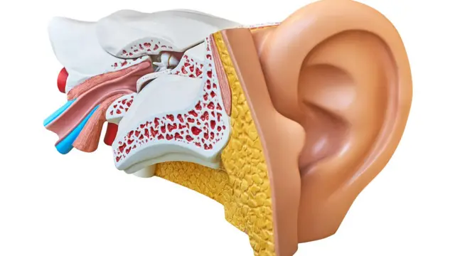 कानाची रचना 