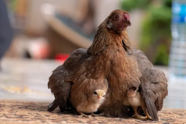 বাচ্চাকে ওম দিচ্ছে মা মুরগি