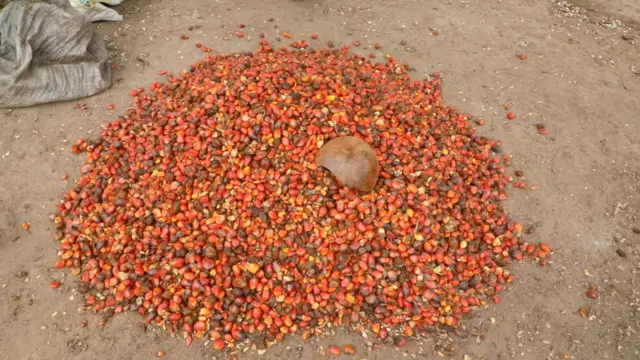 Ẹyin ti wọn ti yọ lara idi igi ọpẹ.