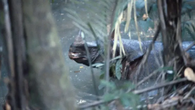 Badak bercula satu adalah salah satu yang paling terancam punah, yang kini berada di Taman Nasional Udjung Kulon,Indonesia.