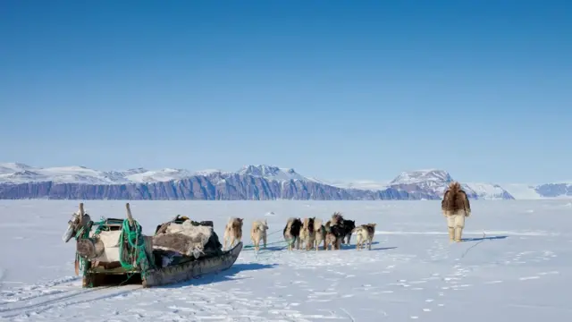 Trineos con huskies en Groenlandia. 