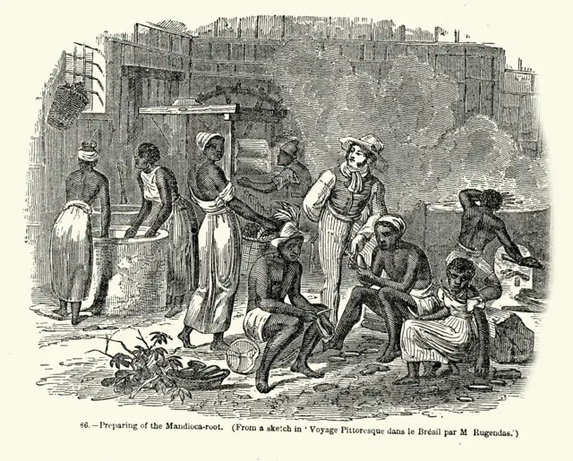 Flora Carita: Singkong