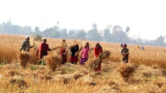 कञ्चनपुरको रानीपुरमा गहुँ काटिँदै