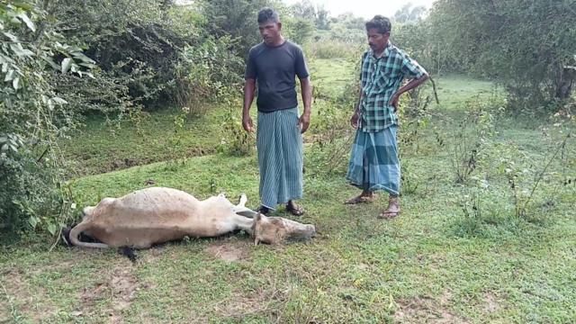 இலங்கை, மட்டக்களப்பு, தமிழர்கள், சிங்களர்கள், விவசாயம், கால்நடை, மாடுகள்