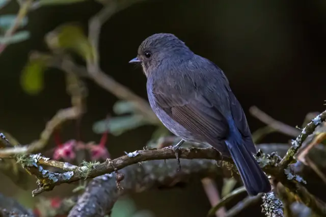 நீலகிரி ஈபிடிப்பான்