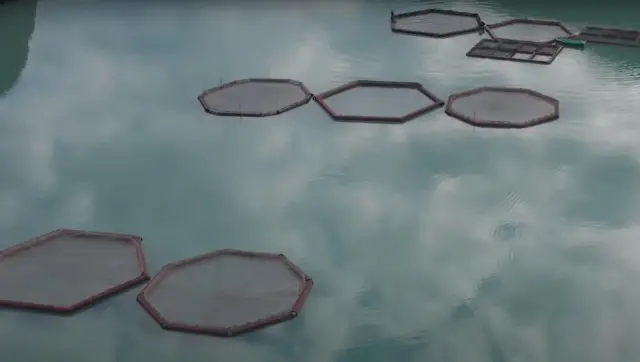 Күрп-Сай суу сактагычында балык өстүрүү