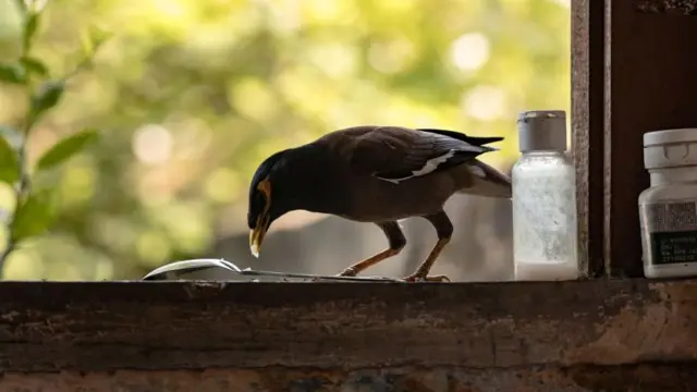 طائر المينا الهندي