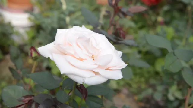 Нарында кар жаңы кеткенде бул күнөсканада роза даяр болот. Муну Бишкекке дүңүнөн сатып алгандар да бар