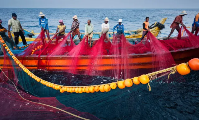 ડૉલ્ફિન, જળચરો, માછલી, બીબીસી ગુજરાતી