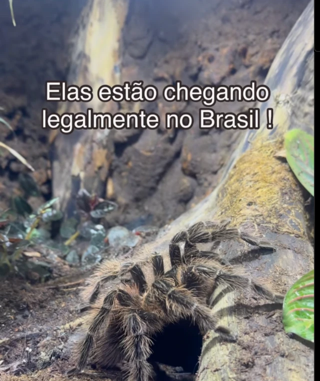 Imagemsite de apostas cassinoum postsite de apostas cassinorede social com um aranha no centro e o título "Elas estão chegando legalmente no Brasil!"