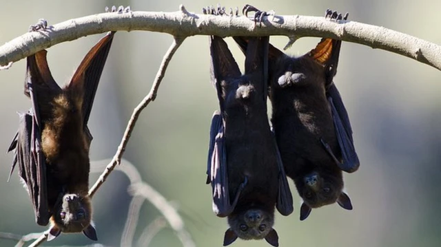 خفاش میوه خوار میزبان ویروس‌هایی از خانواده هنیپاویروس است