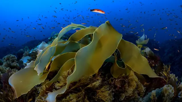 ஒவ்வொரு கடலடி மலையும் தனித்துவமானது மற்றும் உயிர்ச்சூழல் நிரம்பியுள்ளது