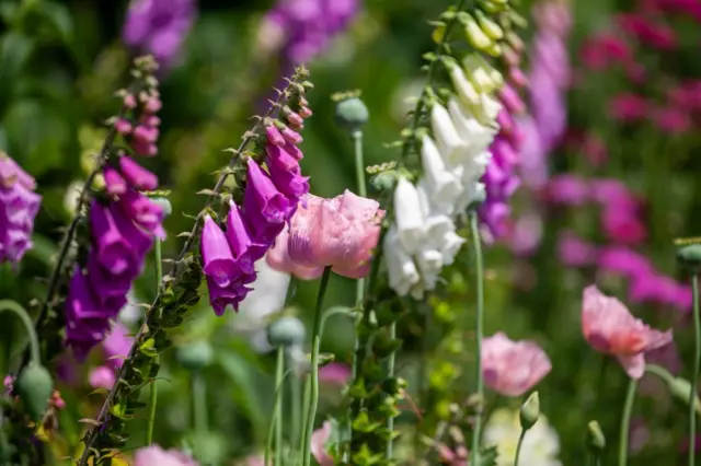 Flores de distintas intensidades de rosa y blancas.