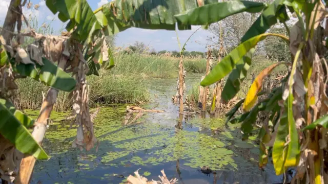 Plantaçãocasino mebanana inundada pela água