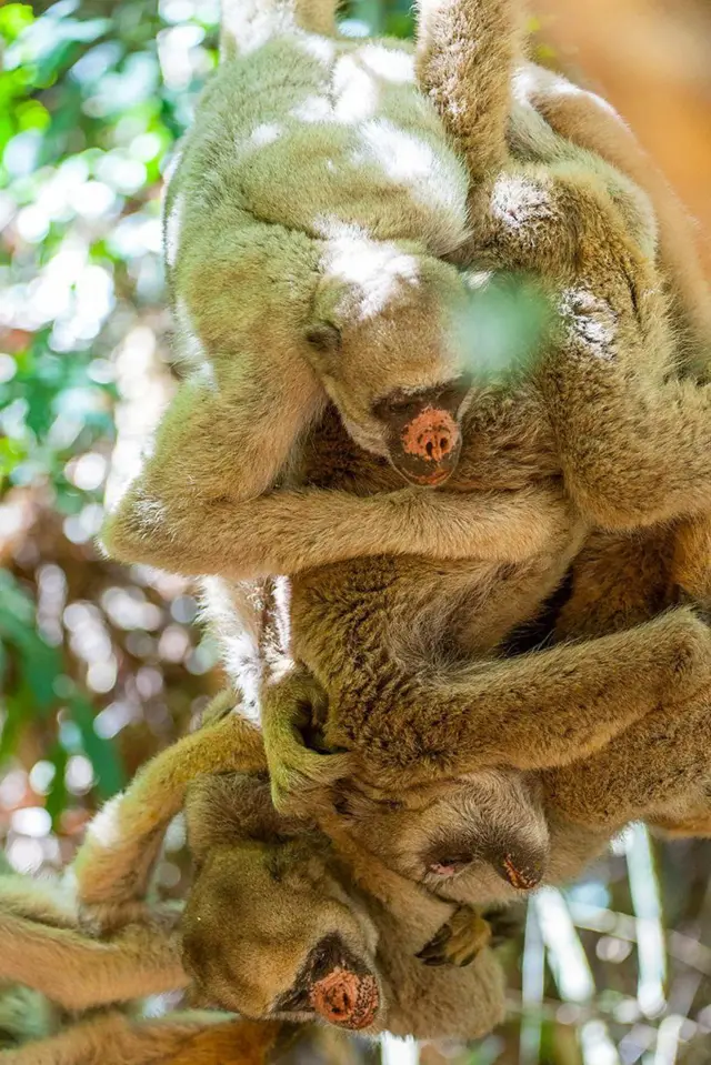 జంతువులు, బ్రిటన్, నియంతృత్వం