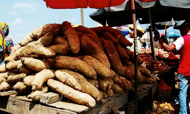 La consommation constante d'igname au Nigeria serait à l'origine du taux élevé de naissances gémellaires. 