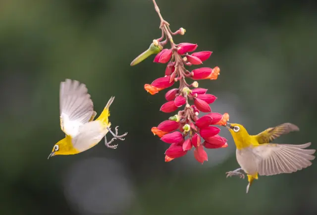 डॉ. माधव गाडगीळः 'विकास लोकांचं मत विचारात न घेता लादला जात आहे'