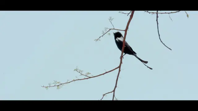 काळी चिमणी 