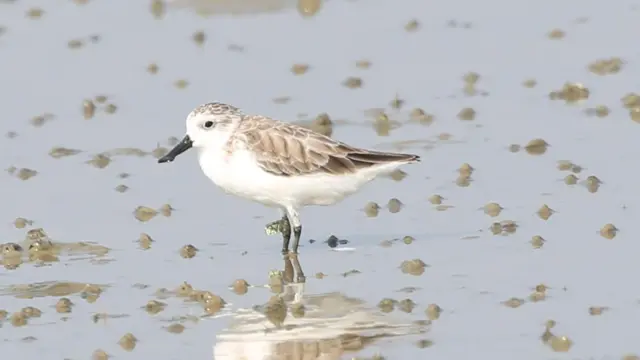 ရေညှောင့်နှုတ်ဝိုင်းငှက် - ဓာတ်ပုံ BANCA