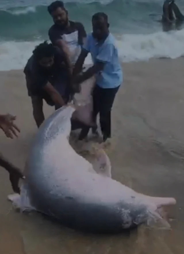 மீனவர் வலையில் சிக்கிய மூன்று அரிய வகை டால்பின்கள்