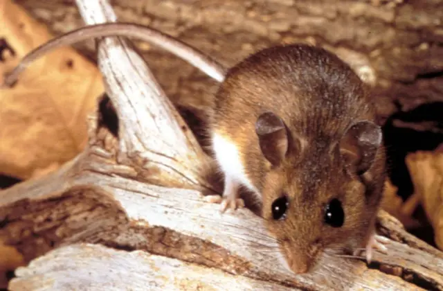 El ratón colilargo 