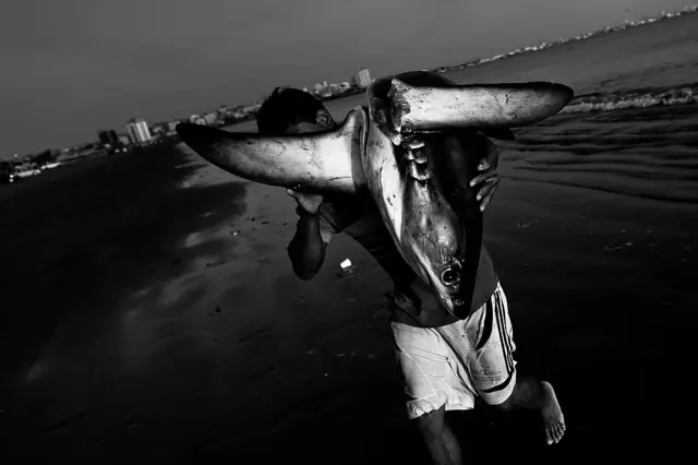 சுறா துடுப்பு கடத்தலில் தமிழ்நாடு முதலிடம்: 'ஒரே மாதத்தில் 2 சம்பவங்கள்' - அதிர்ச்சிப் பின்னணி