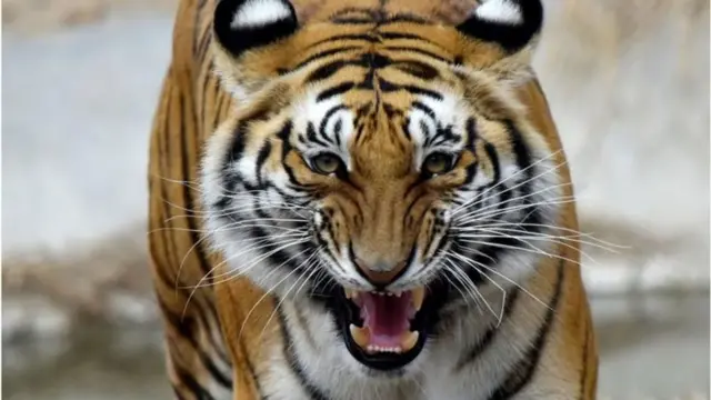 રાજસ્થાન, રણથંભોર ટાઇગર રિઝર્વ, વાઘ ગુમ, પ્રાણીઓ, બીબીસી ગુજરાતી
