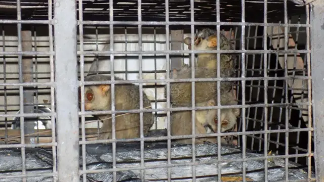 ਸਲੇਂਡਰ ਲੋਰਿਸ