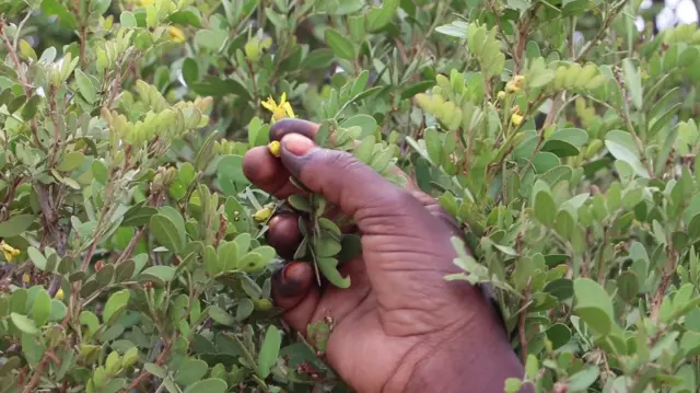 Geedka Gudda ee laga guro miraha Yicibta ama Jicibta