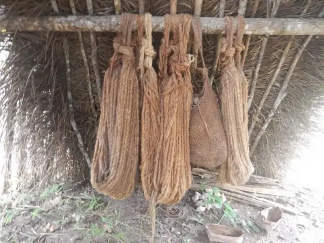 மாசகோ பழங்குடி, அமேசான், பிரேசில்