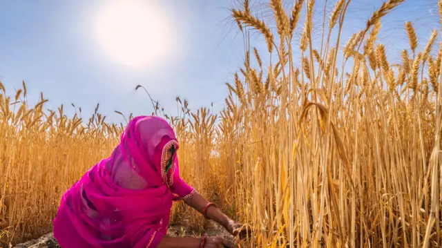 शेतात काम करणारी महिला