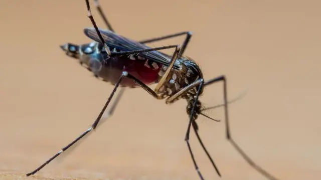 Aedes aegypti