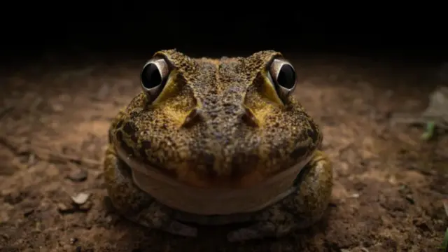 قورباغه خندان