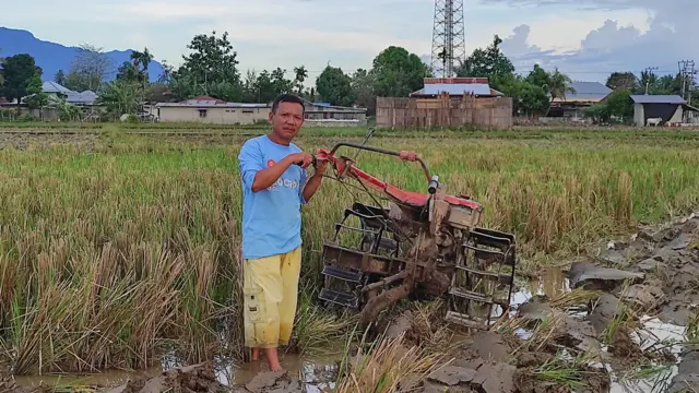 Husen Indara telah menjadi petani padi selama 20 tahun di Kota Gorontalo.