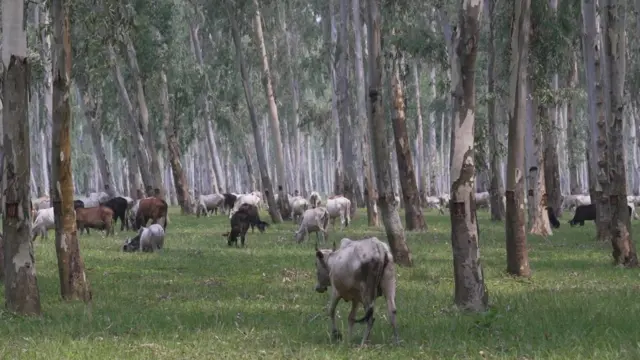 गाईगोरु चराउँदै