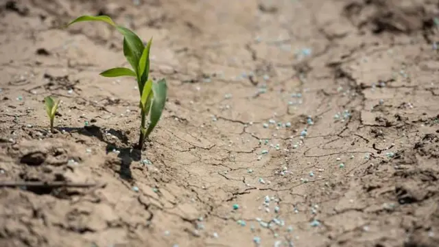 ईरान से निर्यात किए जाने वाले कृषि उर्वरकों के दाम बढ़ गए हैं