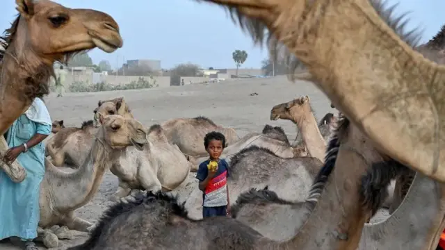 a boy hanging out with camels in Chad’s capital