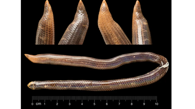 “පොළොව යට ඉන්න පොළොව හාරන සතෙක්නේ බැරි වෙලා හරි හිස තුවාල වුනොත් තවදුරටත් හාරන්න බැහැ. මොකද තුවාලයක් එක්ක ඒක කරන්න බැරි හින්දා මේ සතා අනිවාර්යෙන් මැරෙනවා.” යි සිය පර්යේෂණවලින් සොයා ගත් කරුණු ඉදිරිපත් කරමින් විශේෂඥවරයා කියා සිටියේය.