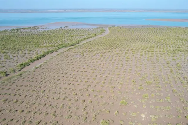 سندھ، مینگرووز