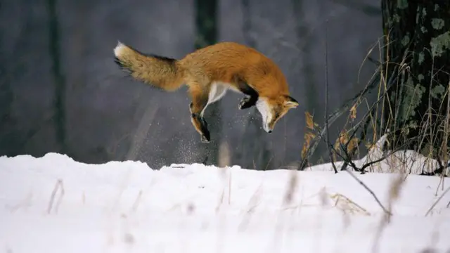 লাল শিয়াল শিকার করতে পৃথিবীর চুম্বকীয় ক্ষেত্র কাজে লাগায়। 
