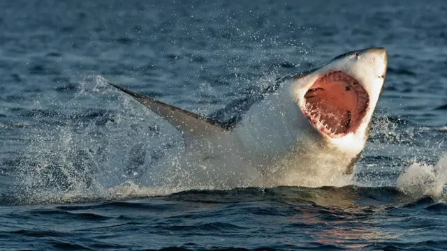 शार्कचा जबडा 