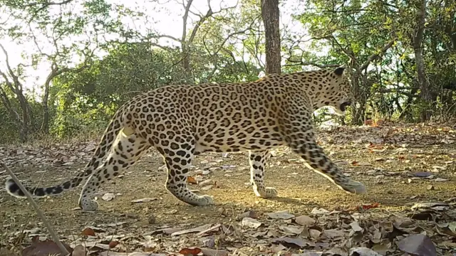 कॅमेऱ्यात आलेला प्रत्येक बिबट्या हा वेगळा असल्याची खात्री केली जाते.