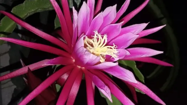 ડ્રૅગન ફ્રૂટની ખેતીની એક ખાસિયત એ છે કે, તેનાં ફૂલ માત્ર રાત્રે અને મળસ્કે જ ખીલે છે, ડ્રેગન ફ્રૂટની ખેતી કેવી રીતે થાય, ડ્રેગન ફ્રૂટમાં કેટલું વળતર મળે, શ્રી કમલમ્ અને કેટલું ખર્ચ થાય, બીબીસી ગુજરાતી